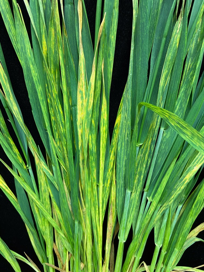 Symptoms of wheat spindle streak mosaic virus